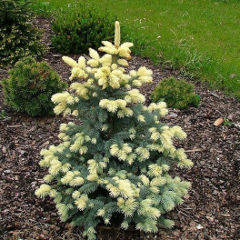 Ель колючая Białobok