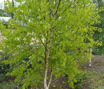 Береза повислая Schneverdinger Goldbirke