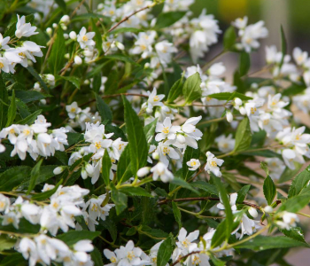 Дейция гибридная Yuki Snowflake