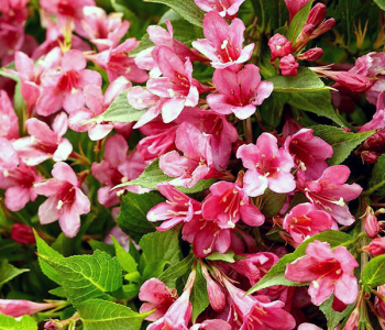 Вейгела Picobella Rosa