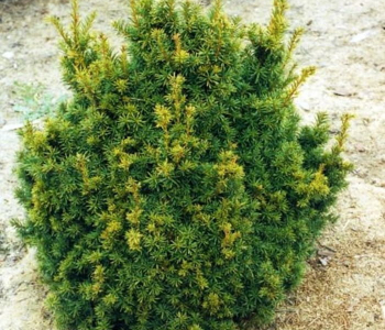 Тисс остроконечный Nana