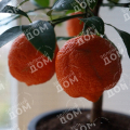 Цитрус Lima rossa