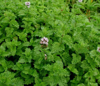 Мята кудрявая Crispa