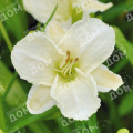 Лилейник White Lemonade