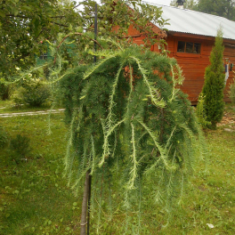 Лиственница европейская Puli