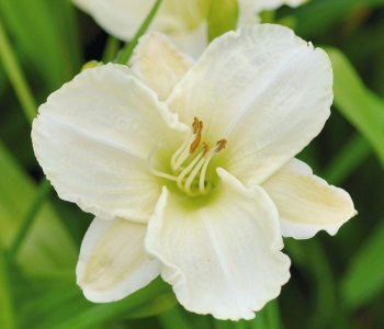 Лилейник White Lemonade