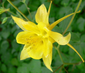 Аквилегия золотистоцветковая Yellow Queen