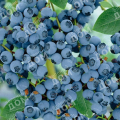 Голубика садовая Goldtraube