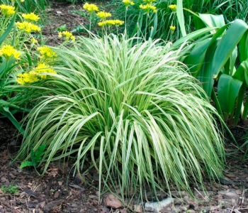 Молиния голубая Variegata