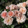 Роза флорибунда Twiggy’s Rose
