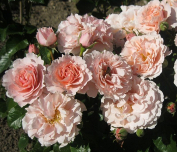 Роза флорибунда Twiggy’s Rose