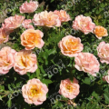 Роза миниатюрная Peach Clementine