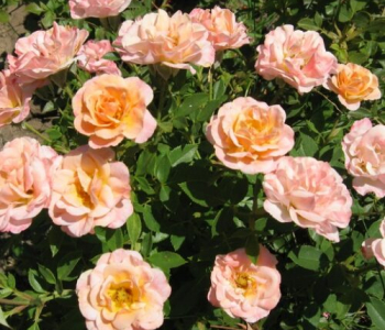 Роза миниатюрная Peach Clementine