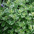 Мята ананасовая Variegata