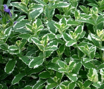 Мята ананасовая Variegata