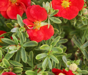 Лапчатка кустарниковая Red Lady