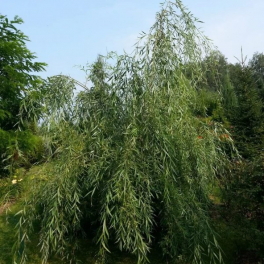 Ива Свердловская плакучая