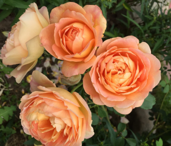 Роза английская Lady Of Shalott