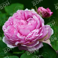 Роза английская Gertrude Jekyll
