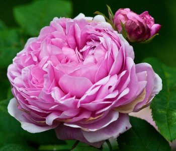 Роза английская Gertrude Jekyll