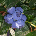 Голубика садовая Bluecrop