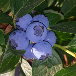 Голубика садовая Bluecrop