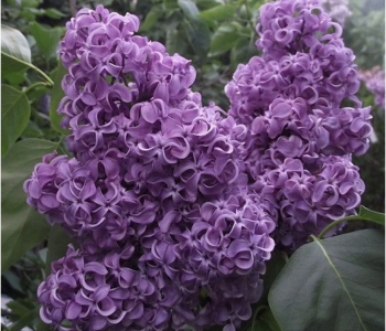 Сирень обыкновенная Академик Курчатов