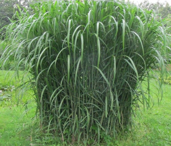 Мискантус гиганский