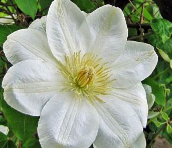 Клематис крупноцветковый Guernsey Cream