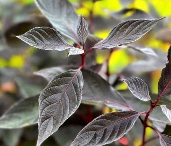 Дерен белый Nightfall