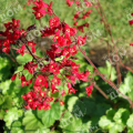 Гейхера кроваво-красная Ruby Bells