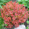 Барбарис тунберга Coral