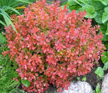 Барбарис тунберга Coral