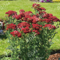 Тысячелистник обыкновенный Red Beauty