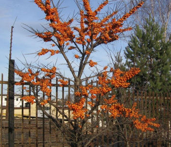 Облепиха крушиновидная Orange Energy