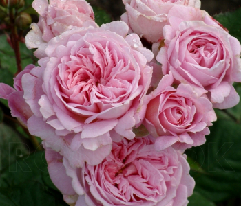 Роза флорибунда Rosengrafin Marie Henriette