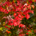 Клен красный Red Sunset