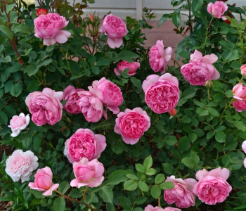 Роза английская Boscobel