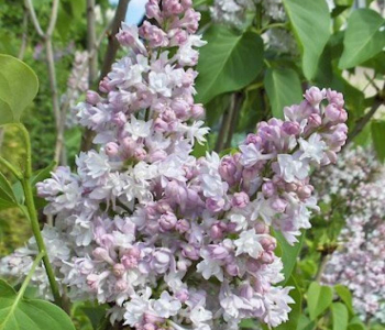 Сирень обыкновенная General Pershing