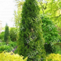 Туя западная Pyramidalis Compacta
