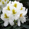 Рододендрон катевбинский Grandiflorum Album
