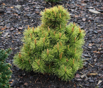 Сосна горная Winter Sun