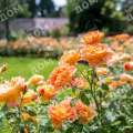 Роза английская Lady Of Shalott