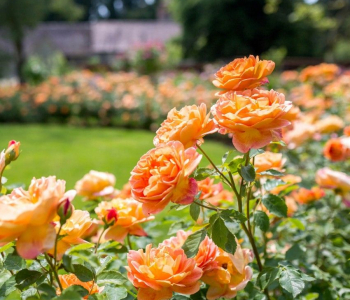 Роза английская Lady Of Shalott