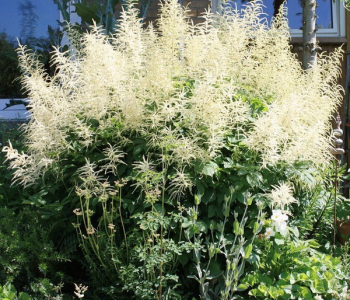 Астильба Арендса Brautschleier