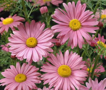 Пижма красная Robinsons Rose