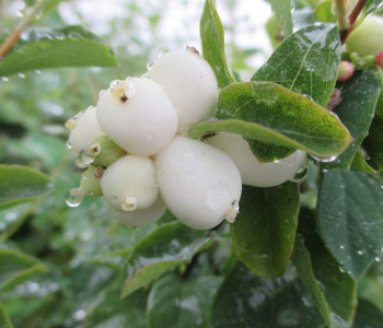 Снежноягодник Доренбоза White Hedge