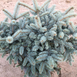 Ель колючая Glauca