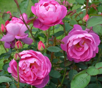 Роза английская Royal Jubilee