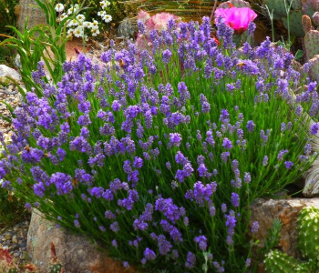 Лаванда узколистная Dwarf Blue